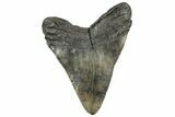 Fossil Megalodon Tooth - South Carolina #321842-2